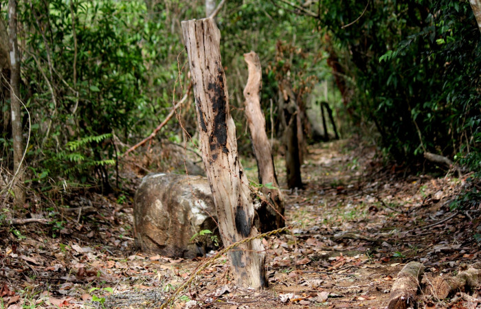 Fig. 2 Poste viejo con nido de Brown-crested Flycatcher (Copetón Crestipardo) <i>Myiarchus tyrannulus</i></i> (Tyrannidae). Estación Biológica, Los Almendros, Sector El Hacha; ACG. 06 de mayo 2022, Foto: Roster Moraga.
