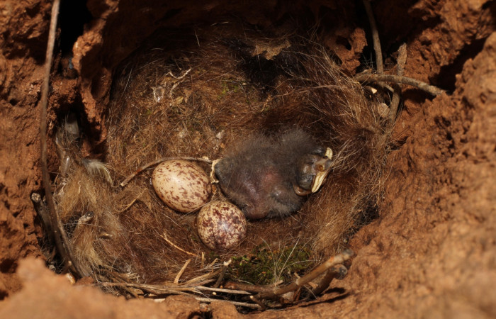Fig. 3 Nido de Brown-crested Flycatcher (Copetón Crestipardo) <i>Myiarchus tyrannulus</i></i> (Tyrannidae). Estación Biológica, Los Almendros, Sector El Hacha; ACG. 06 de mayo 2022, Foto: Roster Moraga.