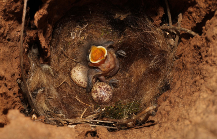 Fig. 4 Nido de Brown-crested Flycatcher (Copetón Crestipardo) <i>Myiarchus tyrannulus</i></i> (Tyrannidae). Estación Biológica, Los Almendros, Sector El Hacha; ACG. 06 de mayo 2022, Foto: Roster Moraga.