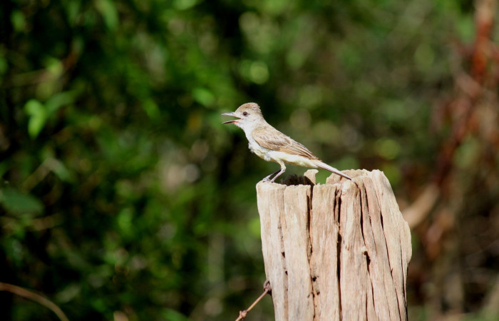 Fig. 5 Nido de Brown-crested Flycatcher (Copetón Crestipardo) <i>Myiarchus tyrannulus</i></i> (Tyrannidae). Estación Biológica, Los Almendros, Sector El Hacha; ACG. 06 de Mayo 2022, Foto: Roster Moraga.