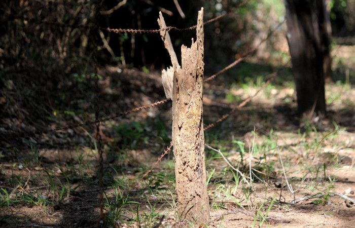 Fig. 6 Medio poste con nido de Brown-crested Flycatcher (Copetón Crestipardo) <i>Myiarchus tyrannulus</i></i> (Tyrannidae). Estación Biológica, Los Almendros, Sector El Hacha; ACG. 11 de abril 2023, Foto: Roster Moraga.
