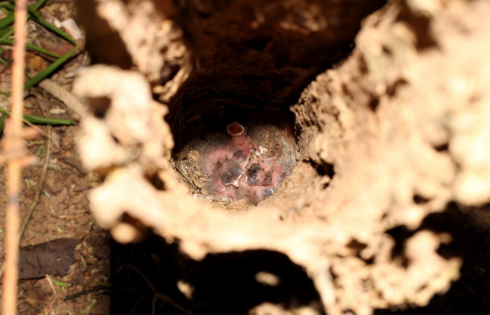 Fig. 7 Nido de Brown-crested Flycatcher (Copetón Crestipardo) <i>Myiarchus tyrannulus</i></i> (Tyrannidae). Estación Biológica, Los Almendros, Sector El Hacha; ACG. 11 de abril 2023, Foto: Roster Moraga.