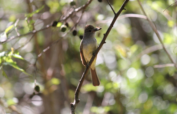 Fig. 8 Brown-crested Flycatcher (Copetón Crestipardo) <i>Myiarchus tyrannulus</i></i> (Tyrannidae). Llevando una mariposa al nido. Estación Biológica, Los Almendros, Sector El Hacha; ACG. 12 de abril 2023, Foto: Roster Moraga.