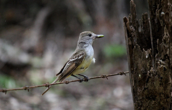 Fig. 9 Brown-crested Flycatcher (Copetón Crestipardo) <i>Myiarchus tyrannulus</i></i> (Tyrannidae). Llevando una oruga al nido. Estación Biológica, Los Almendros, Sector El Hacha; ACG. 12 de abril 2023, Foto: Roster Moraga.