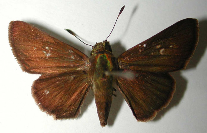 Fig.1. Adulto de <i>Conga chydaea</i></i>. Hembra 30mm  de longitud vista dorsal. Voucher : 95-SRNP-7295-DHJ38570.jpg.