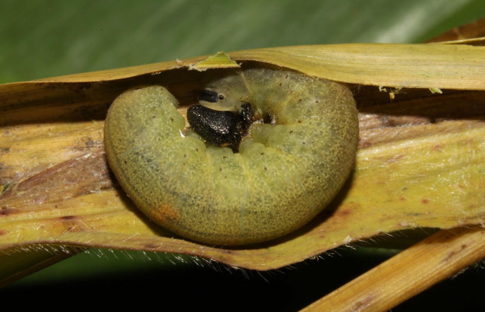 Fig.10. Larva de <i>Conga chydaea</i></i>. 31mm de longitud. Mostrando cabeza de frente. Voucher : 15-SRNP-31568-DHJ728619.jpg.