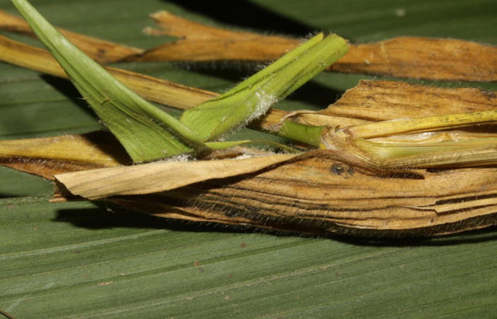 Fig.11. Mostrando capullo de <i>Conga chydaea</i></i>. Voucher : 15-SRNP-31568-DHJ728661.jpg.