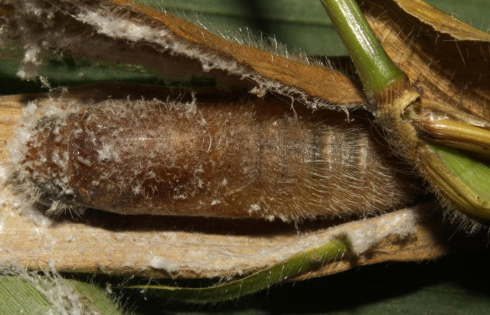 Fig.12.Pupa de <i>Conga chydaea</i></i>. De  22mm de longitud. Mostrando pupa semidecubierta. Voucher : 15-SRNP-31568-DHJ728665.jpg.