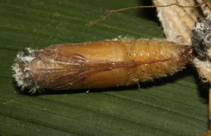 Fig.13.Pupa de <i>Conga chydaea</i></i>. De 22mm de longitud, vista ventral. Voucher : 15-SRNP-31568-DHJ728664.jpg.