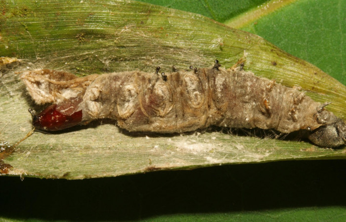 Fig.14. Mostrando cadáver de <i>Conga chydaea</i></i>. 34mm de longitud vista ventral. Voucher :12-SRNP-30000-DHJ485167.jpg-DHJ485167.jpg.