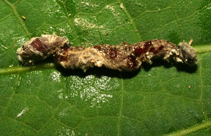 Fig.15. Mostrando cadáver de <i>Conga chydaea</i></i>. 30mm de longitud. Voucher :11-SRNP-30640-DHJ481670.jpg.