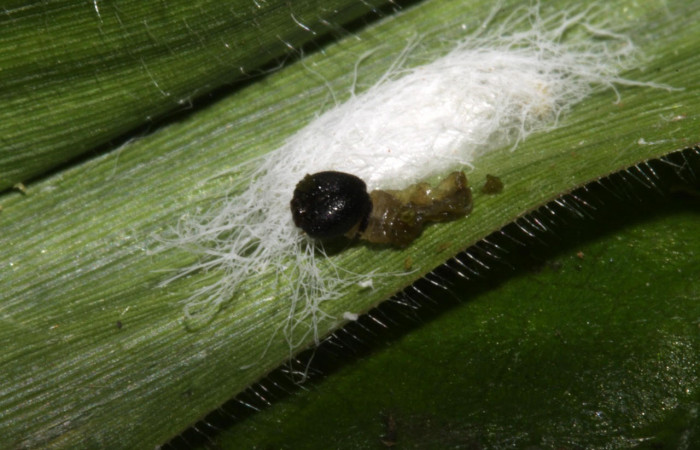 Fig.16. Muestra capullo de parásito de la familia Braconidae, en larva de  <i>Conga chydaea</i></i>. Voucher : 15-SRNP-31569-DHJ728459.jpg.