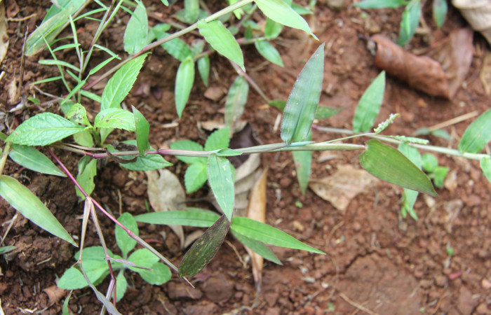 Fig.17. Plantas hospedera de <i>Conga chydaea</i></i>, <i>Paspalum decumbens</i></i>  (Poaceae). Foto, Manuel Ríos.