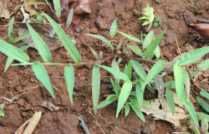 Fig.18. Plantas hospedera de <i>Conga chydaea</i></i>, <i>Paspalum decumbens</i></i>  (Poaceae). Foto, Manuel Ríos.