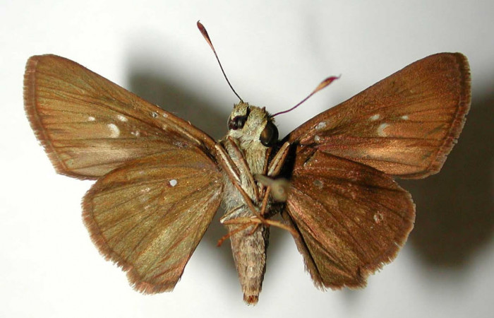 Fig.2. Adulto de <i>Conga chydaea</i></i>. Hembra 30mm  de longitud vista ventral. Voucher : 95-SRNP-7295-DHJ38571.jpg.