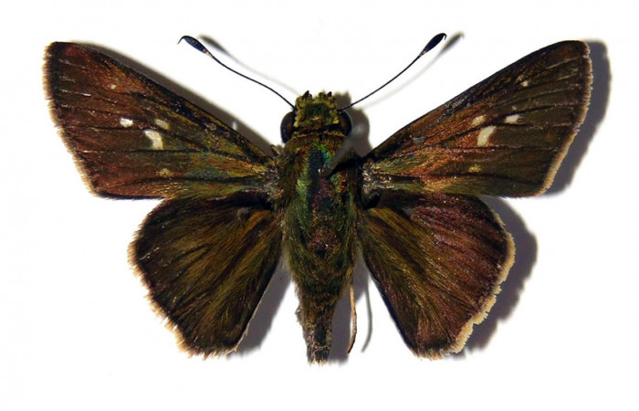 Fig.3. Adulto de <i>Conga chydaea</i></i>. Macho 34mm  de longitud vista dorsal. Voucher :  04-SRNP-22261-DHJ99414.jpg.