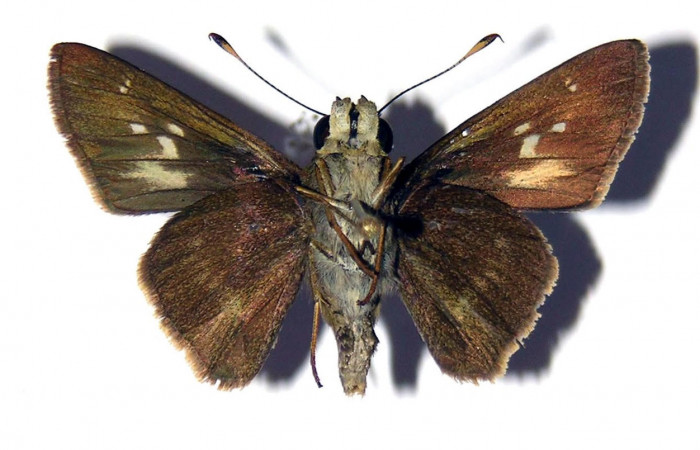 Fig.4. Adulto de <i>Conga chydaea</i></i>. Macho 34mm  de longitud vista ventral. Voucher :  04-SRNP-22261-DHJ99414.jpg