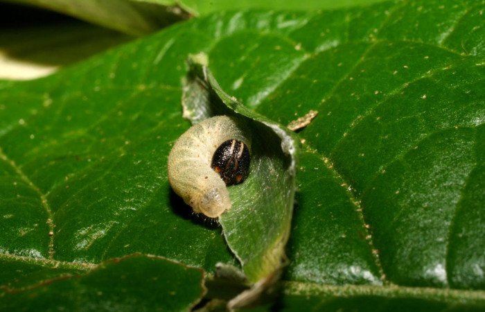 Fig.5. Larva de <i>Conga chydaea</i></i>. 11mm de  longitud vista dorsal. Voucher : 07-SRNP-35242-DHJ420025.jpg.