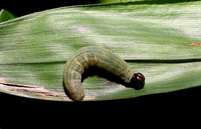 Fig.6. Larva de <i>Conga chydaea</i></i>. 20mm de             
 longitud. Voucher : 06-SRNP-48051-DHJ419174.jpg.
