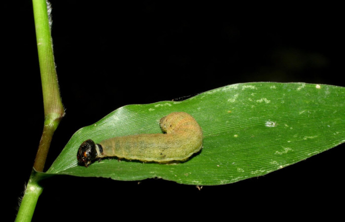 Fig.7. Larva de <i>Conga chydaea</i></i>. 28mm  de longitud, mostrando vista dorsal. Voucher : .07-SRNP-55722-DHJ422934.jpg
