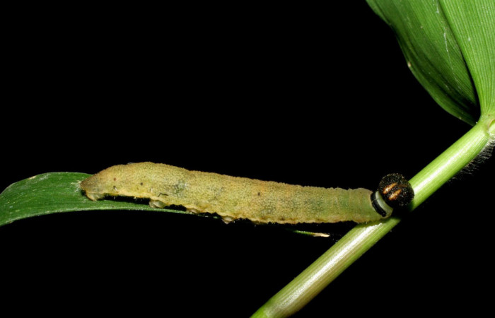 Fig.8.Larva de <i>Conga chydaea</i></i>. 28mm de longitud vista dosal. Voucher : 07-SRNP-55722-DHJ422940.jpg.