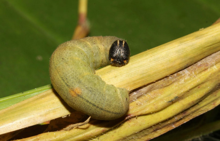 Fig.9. Larva de <i>Conga chydaea</i></i>. 31mm de longitud. Mostrando cabeza de frente. Voucher : 15-SRNP-31568-DHJ728623.jpg.