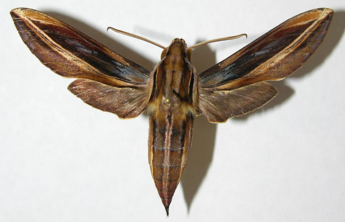 Fig.01. Adulto de <i>Xylophanes thyelia</i></i> (Sphingidae), macho, vista dorsal, 57mm de envergadura. Voucher: 06-SRNP-5787-DHJ347406.jpg.