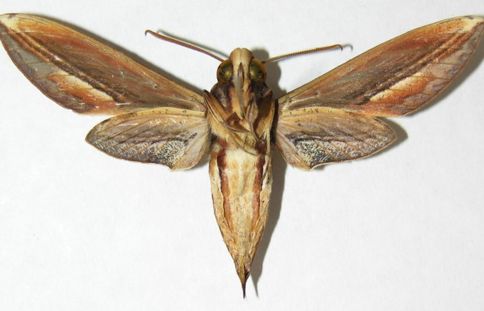 Fig.02. Adulto de <i>Xylophanes thyelia</i></i> (Sphingidae), macho, vista ventral, 53mm de envergadura. Voucher: 06-SRNP-5768-DHJ347405.jpg.