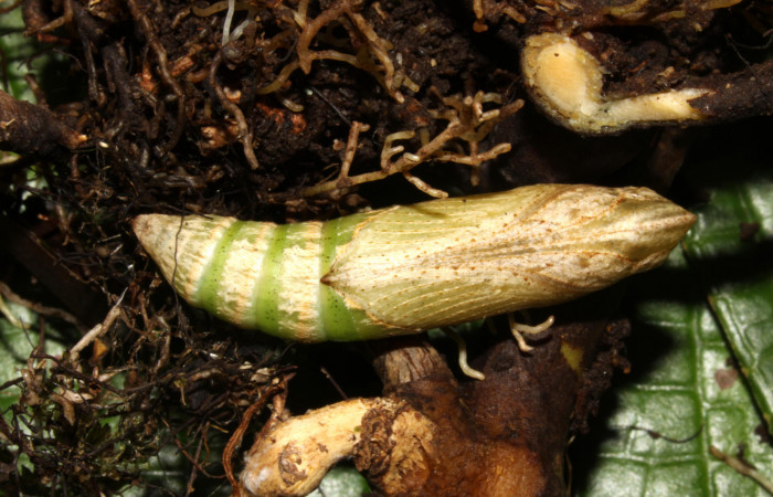 Fig.03. Pupa de <i>Xylophanes thyelia</i></i> (Sphingidae), vista ventral, 40mm de longitud. Voucher: 14-SRNP-31432-DHJ721308.jpg.
