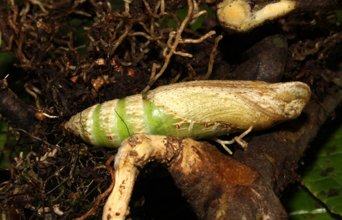 Fig.04. Pupa de <i>Xylophanes thyelia</i></i> (Sphingidae), vista lateral, 40mm de longitud. Voucher: 14-SRNP-31432-DHJ721313.jpg.