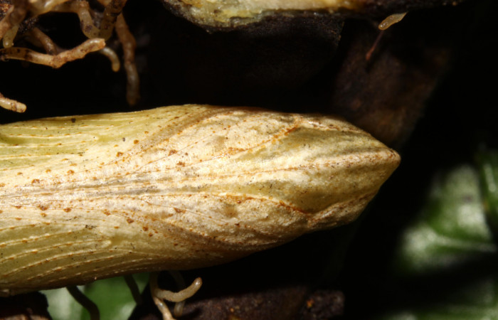 Fig.06. Pupa de <i>Xylophanes thyelia</i></i> (Sphingidae), vista ventral en acercamiento del torax, 40mm de longitud. Voucher: 14-SRNP-31432-DHJ721309.jpg.