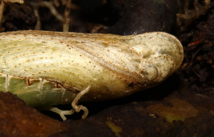 Fig.07. Pupa de <i>Xylophanes thyelia</i></i> (Sphingidae), vista lateral en acercamiento del torax, 40mm de longitud. Voucher: 14-SRNP-31432-DHJ721310.jpg.