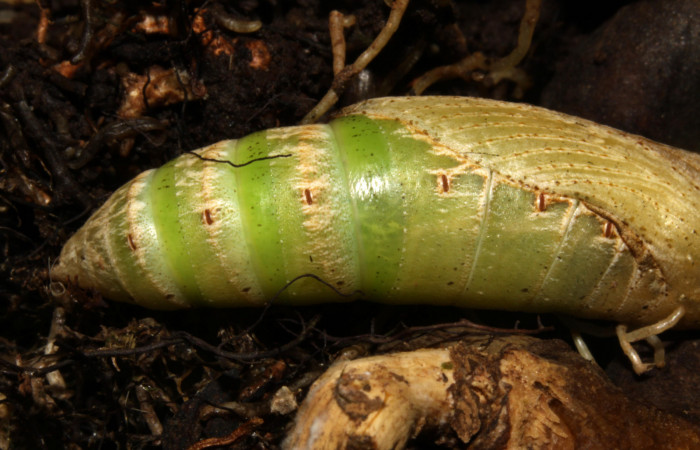 Fig.08. Pupa de <i>Xylophanes thyelia</i></i> (Sphingidae), acercamiento lateral del abdomen, 40mm de longitud. Voucher: 14-SRNP-31432-DHJ721314.jpg.