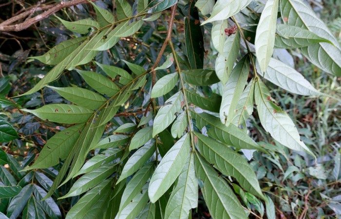  <i>Inga micheliana</i></i> (Fabaceae), planta hospedera de <i>Machimia crucifera</i></i> (Depressariidae). Sector San Cristóbal, Bosque Transición. Foto, Elda Araya, 21 Mayo 2023.
