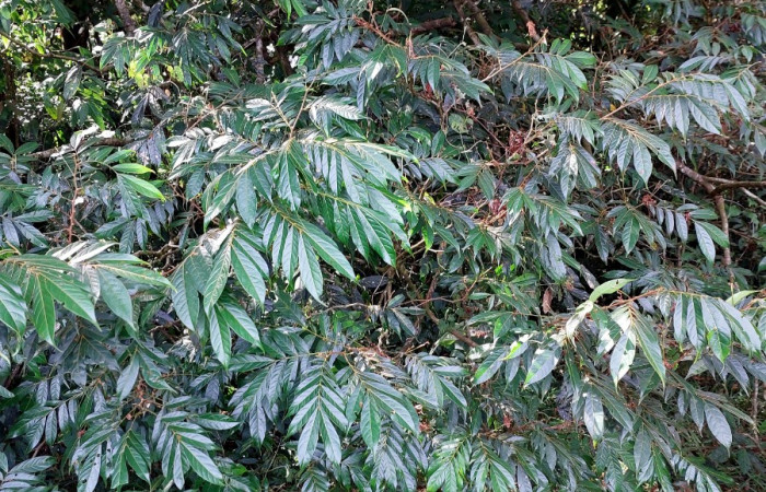  <i>Inga micheliana</i></i> (Fabaceae), planta hospedera de <i>Machimia crucifera</i></i> (Depressariidae). Sector San Cristóbal, Bosque Transición. Foto, Elda Araya, 21 Mayo 2023.
