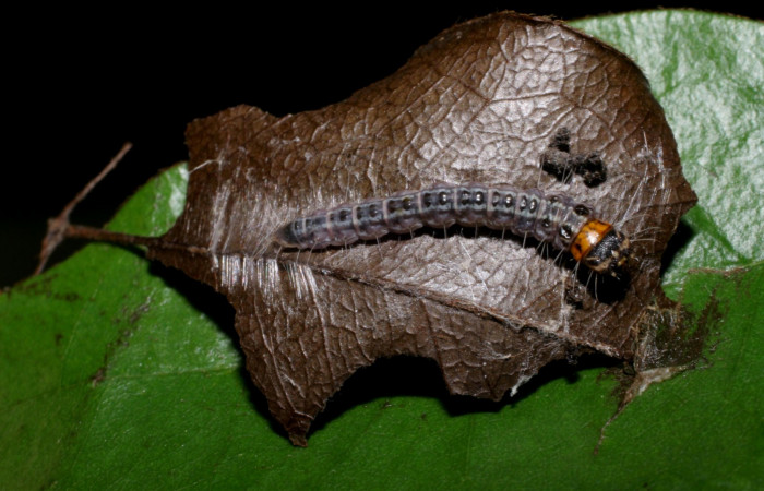  Casita en hojas secas pega las dos hojas en posición dorsal de <i>Antaeotricha</i></i> Janzen76 (Depressariidae), U estadio. Sector Rincon Rain Forest, Finca Aurita. Voucher 06-SRNP-41507-DHJ416871.jpg.