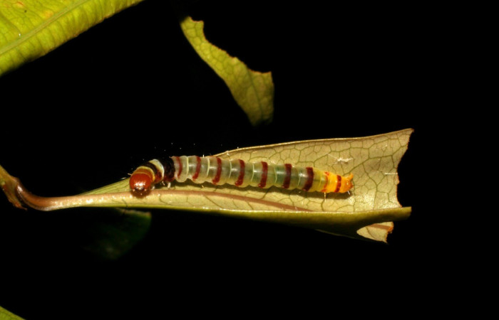 Fig. 12 <i>Dichomeris </i></i>designatellaDHJ02 (Gelechiidae), último estadio. Los Almendros. Voucher 05-SRNP-22113-DHJ403649.jpg.