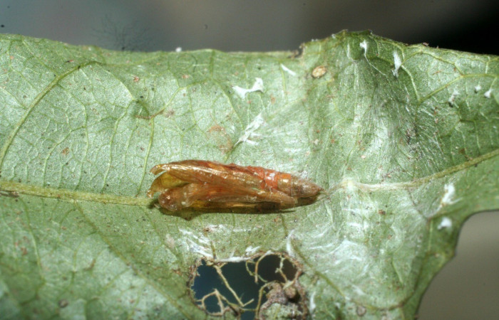 Figura 9. Pupa vacía de <i>Dichomeris</i></i> Janzen179 (Gelechiidae). Voucher 09-SRNP-1579-DHJ462877.jpg.