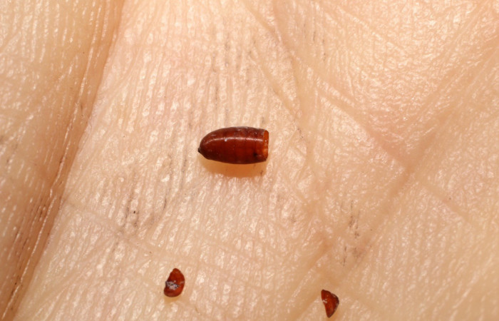 Figura 8. Pupario eclosionado de mosca <i>Actia</i></i> Janzen19 (Tachinidae), parásito de <i>Dichomeris</i></i> Janzen179 (Gelechiidae). Voucher 10-SRNP-1149-DHJ495989.jpg.