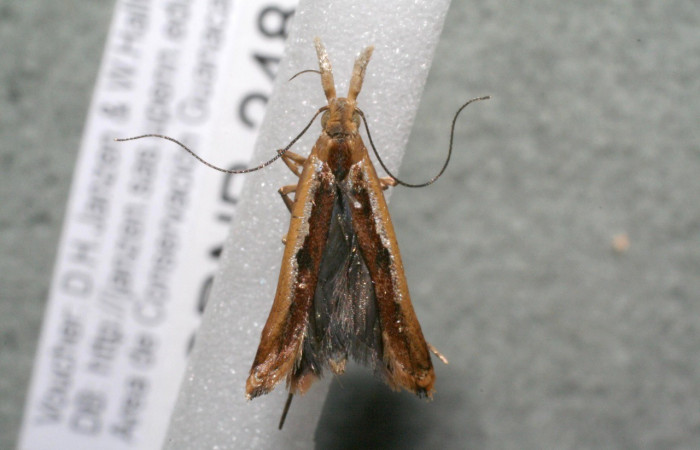 Figura 11. Adulto de <i>Dichomeris</i></i> Janzen179 (Gelechiidae). Voucher 17-SRNP-248-DHJ951553.jpg.