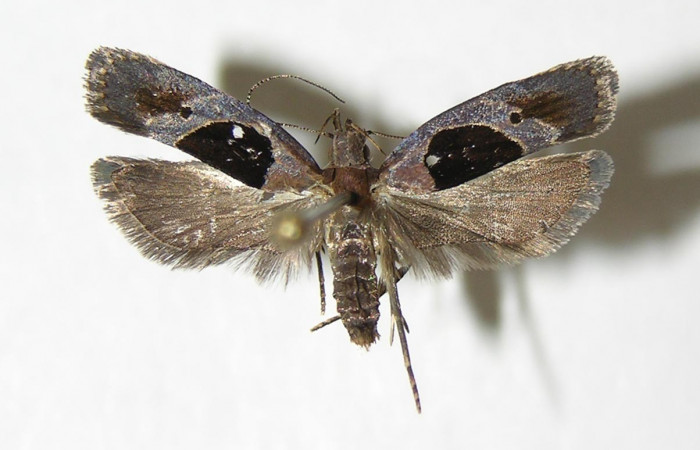 Fig. 13 Adulto de <i>Dichomeris</i></i> designatellaDHJ02 (Gelechiidae). Voucher 04-SRNP-33420-DHJ342046