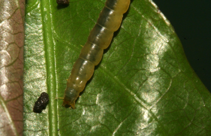 Figura 4. <i>Dichomeris</i></i> Janzen179 (Gelechiidae), último estadio, posición dorsal, Sector San Cristóbal. Voucher 09-SRNP-783-DHJ450363.jpg.