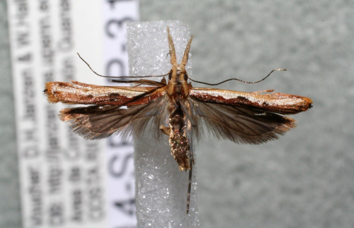 Figura 10. Adulto de <i>Dichomeris</i></i> Janzen179 (Gelechiidae). Voucher 14-SRNP-31292-DHJ920735.jpg.