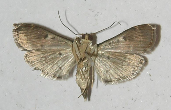  Fig.2 Adulto <i>Herpetogramma salbialis</i></i> mostrando la parte ventral, hembra.Voucher: 11-SRNP-55498-DHJ552723.jpg.