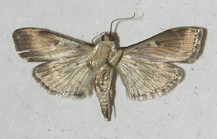  Fig.4 Adulto <i>Herpetogramma salbialis</i></i> mostrando la parte ventral, hembra.Voucher: 11-SRNP-55508-DHJ552713.jpg.