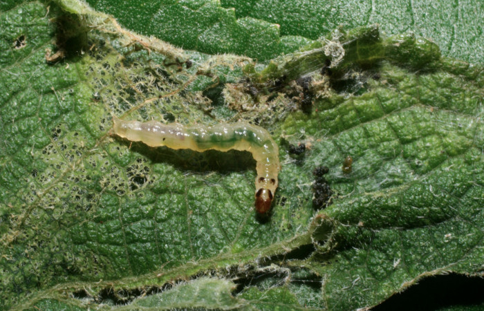 Fig. 5 Larva <i>Herpetogramma salbialis</i></i> en último estadio, mostrando la parte dorsal entero. Voucher: 09-SRNP-57164-DHJ460570.jpg.