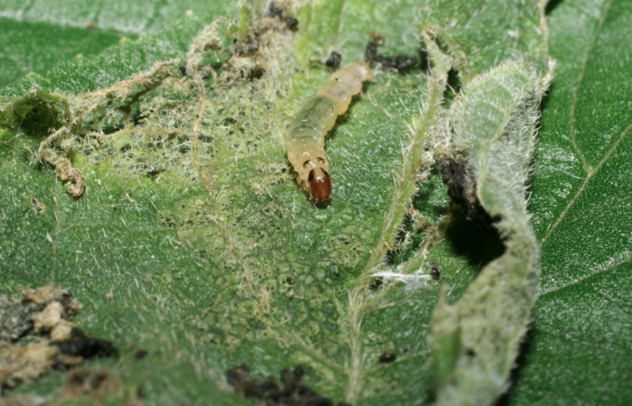 Fig. 7 Larva <i>Herpetogramma salbialis</i></i> en último estadio, mostrando la parte cabeza. Voucher: 09-SRNP-57164-DHJ460572.jpg.