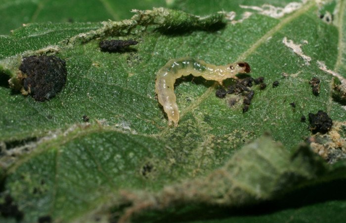 Fig. 8 Larva <i>Herpetogramma salbialis</i></i> en último estadio, mostrando la parte trasera. Voucher: 09-SRNP-57164-DHJ460579.jpg.