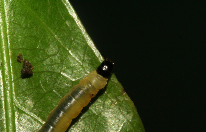 Figura 3. <i>Dichomeris</i></i> Janzen179 (Gelechiidae), último estadio, posición dorsal, Sector San Cristóbal. Voucher 09-SRNP-783-DHJ450362.jpg.