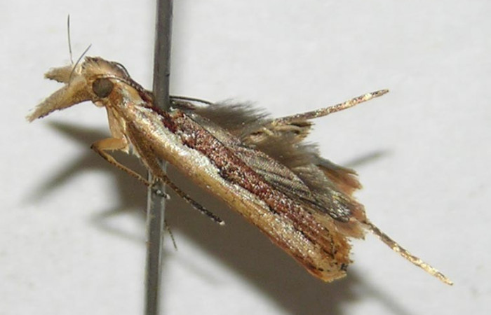 Figura 1. Adulto de <i>Dichomeris</i></i> Janzen179 (Gelechiidae). Voucher 09-SRNP-990-DHJ503179.jpg.
